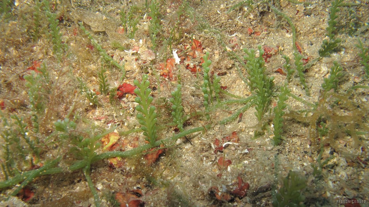 040 Caulerpe racemosa (Caulerpa racemosa).JPG - Caulerpe racémosa (Caulerpa racemosa)